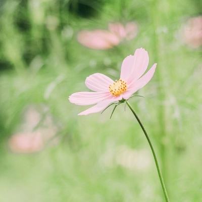 日本的大学女性教师和女学生人数创新高